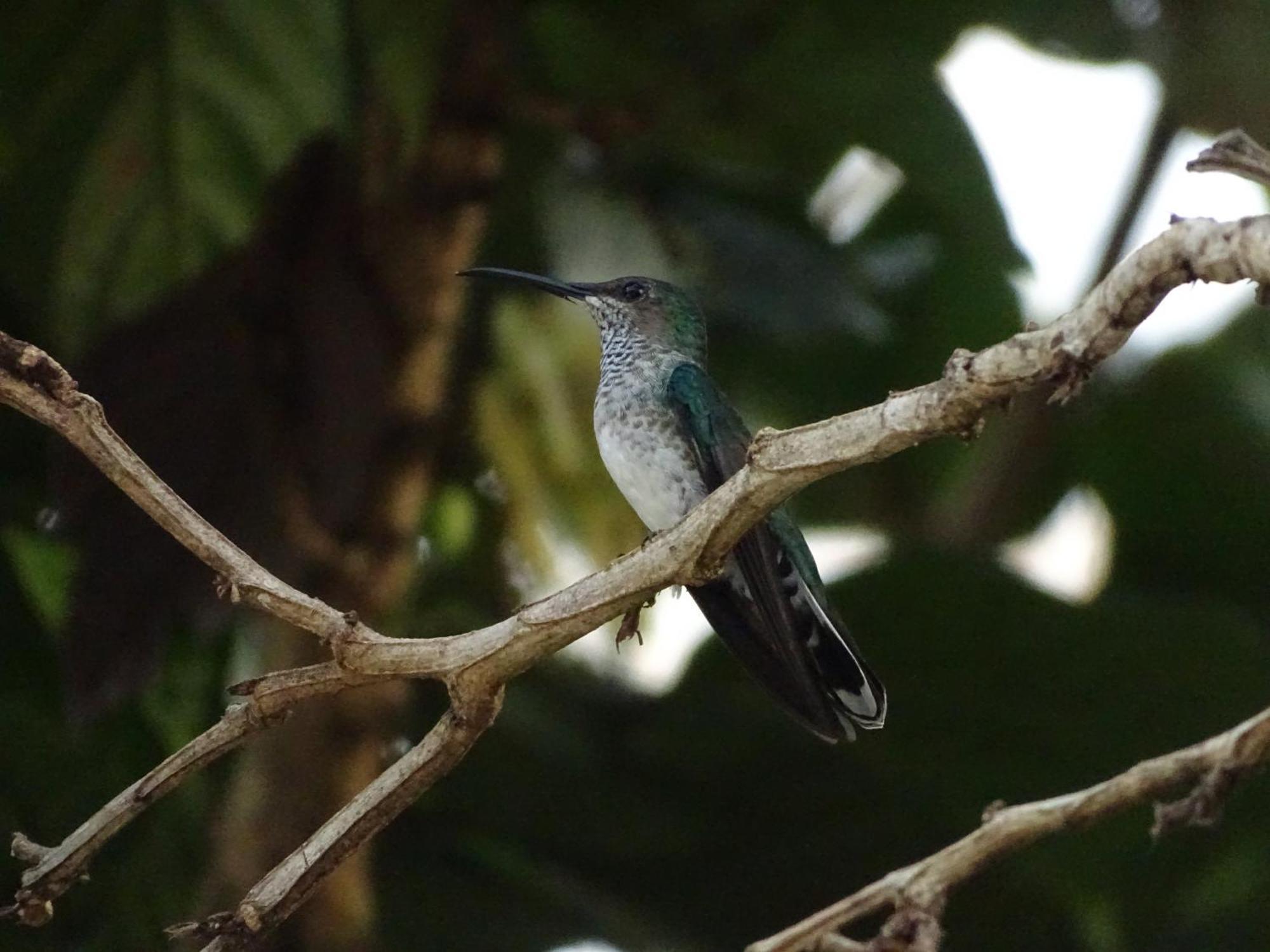 Eco Hotel Amanecer Tayrona Zaino Kültér fotó